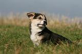 CORGI PEMBROKE 1123
